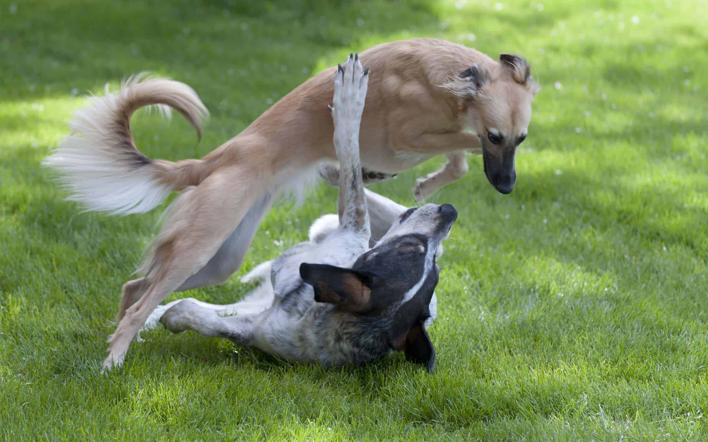 composite fencing for dogs