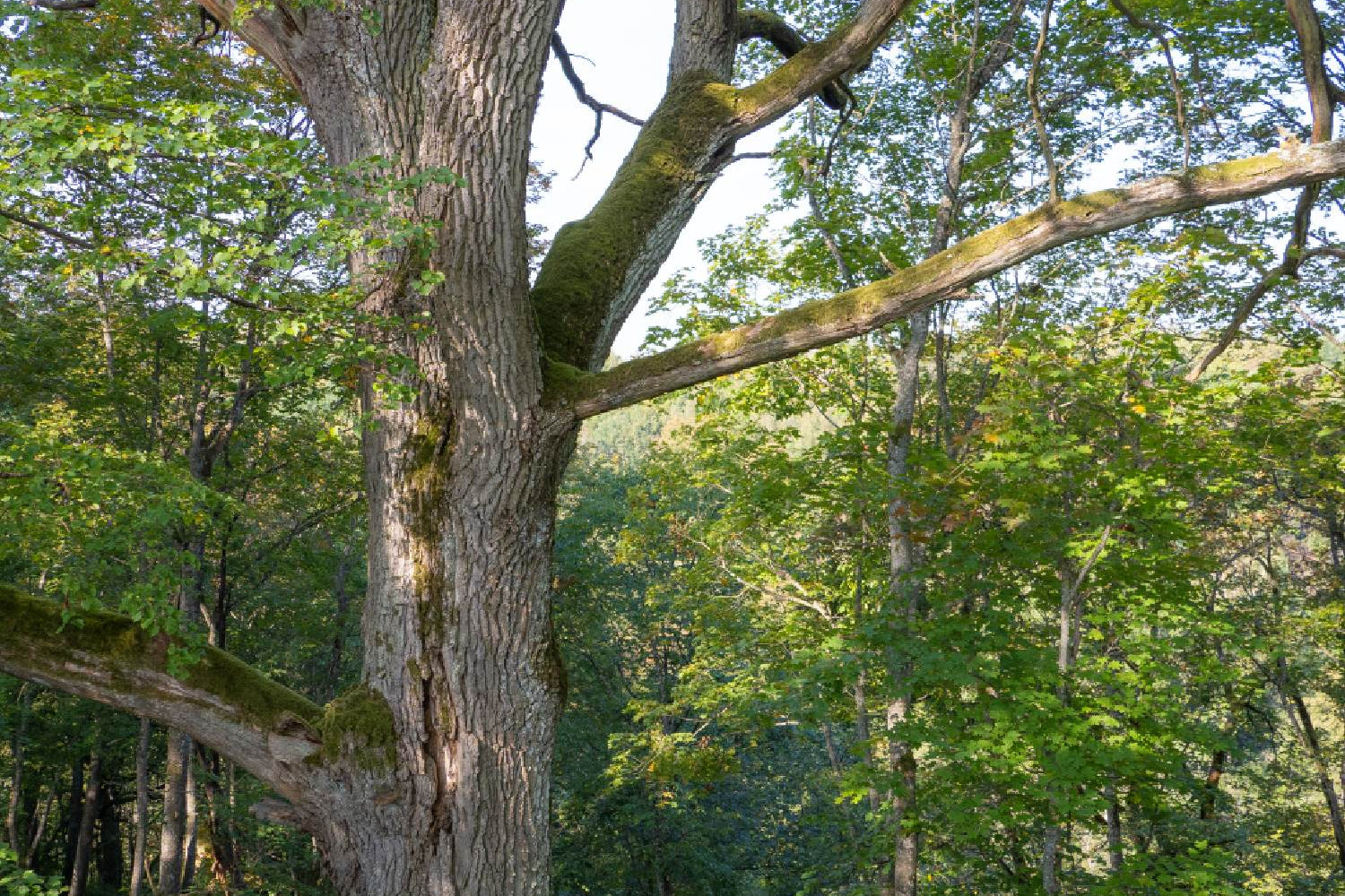 large tree in a forest with sunlight filtering through the leaves