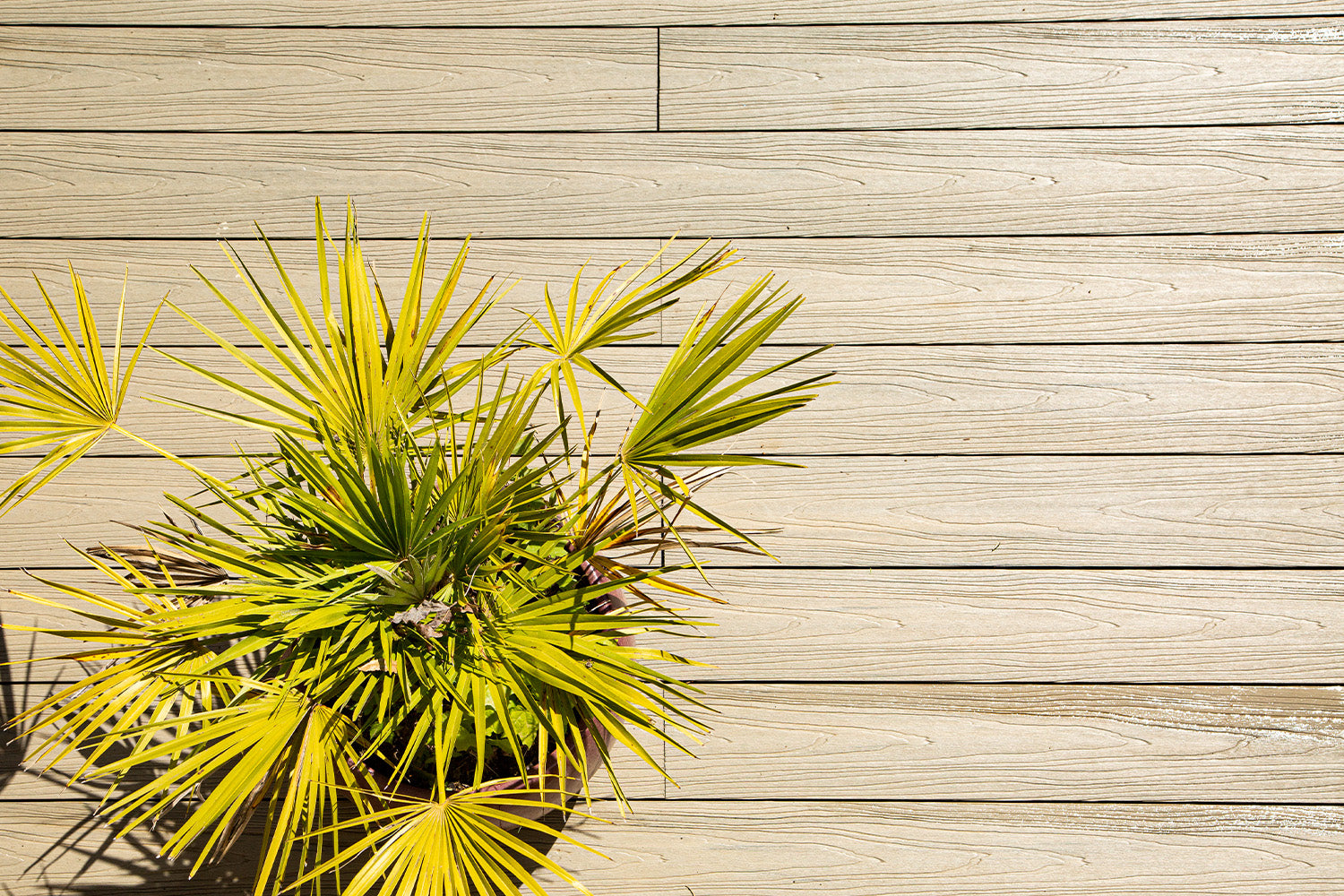 Green palm plant on a NeoTimber® composite deck