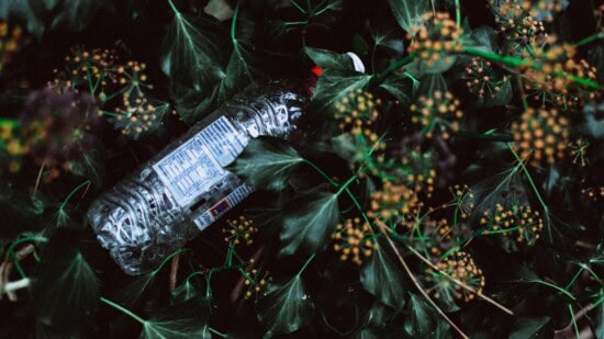 plastic bottle in leaves