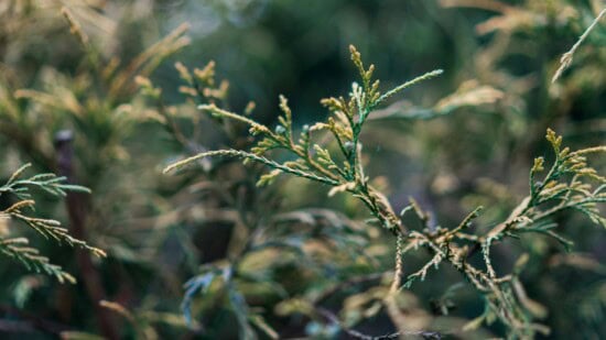 cedar tree branch