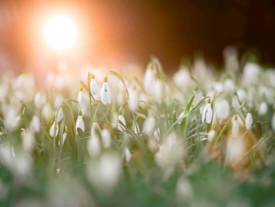 snowdrops growing for spring