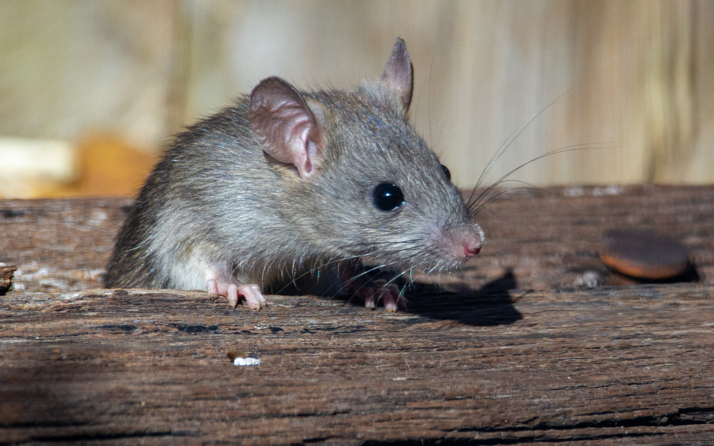 does decking attract rats?