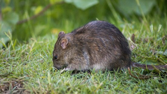 does decking attract rats?