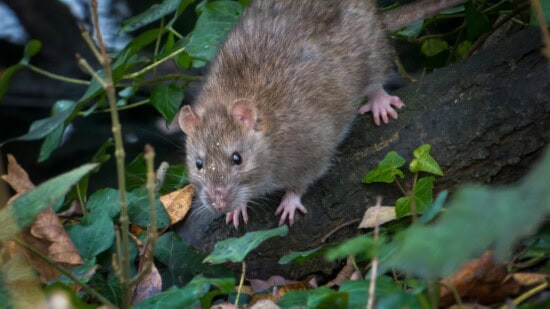 does decking attract rats?