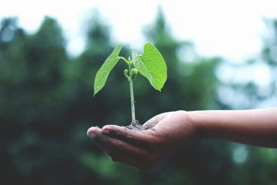 hand holding a green sprout