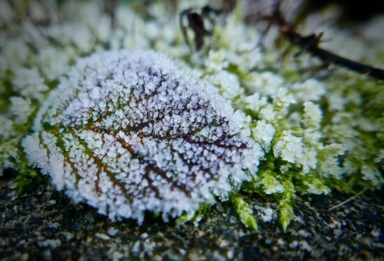 small leaf in garden covered with frost before spring