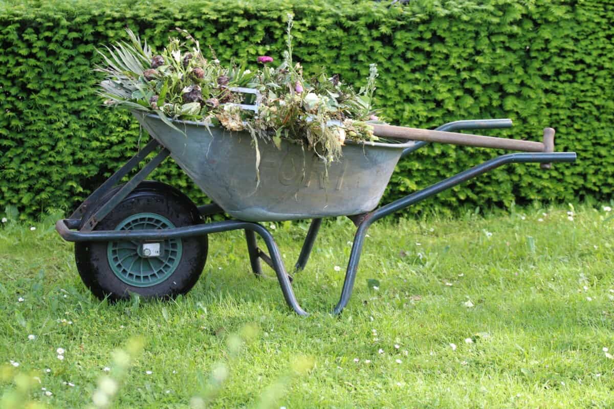 wheelbarrow with weeds in for spring garden