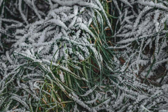 long grass in garden covered in frost before spring