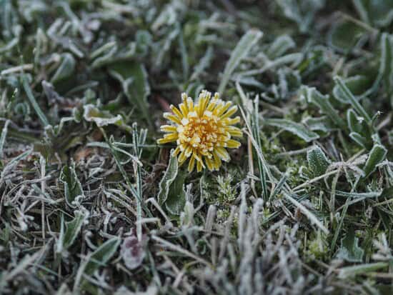 yellow dandelion in garden covered with frost before spring