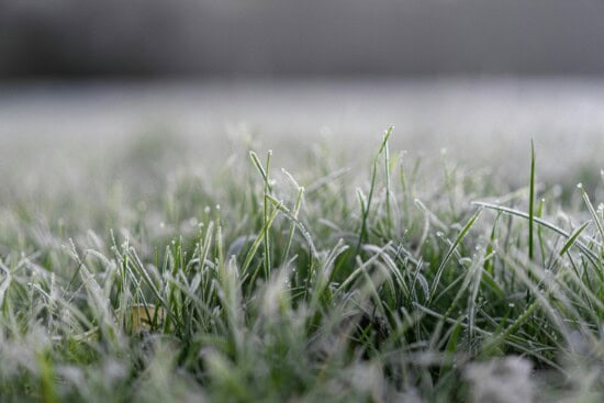 winter gardening