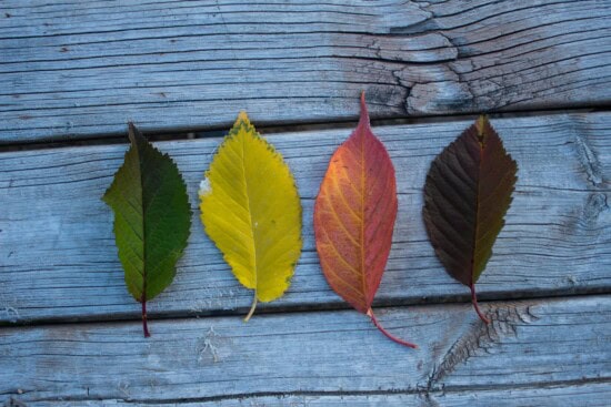 four leaves representing spring summer autumn and winter